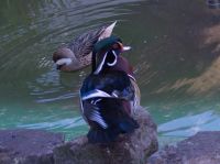 Mandarin Enten